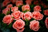 20120318-16-55-48-_MG_3095